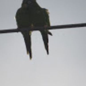 Meet your Posher, Rachael